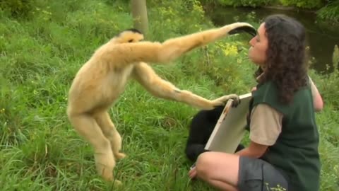 Cute Gibbons 😘Playing & Climbing pets hoom😘😘😘.mp4