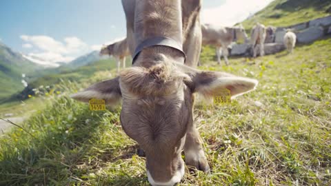 Close up view of a big Alpine cow in the mountains looking towards the camera