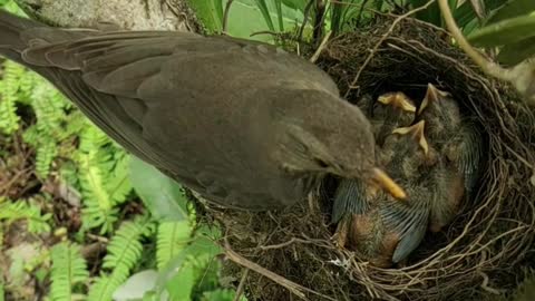 Beautiful birds with baby 😍😍😍❤️