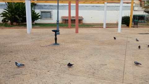 Pigeon Party España