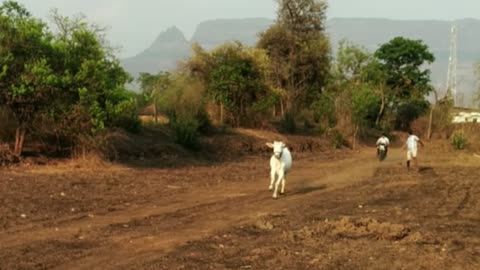 The view of the running bull