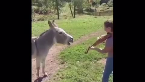 donkey singing 😂😂