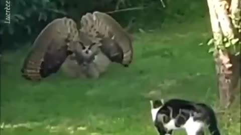 Big Owl scaring small cat