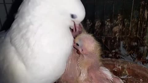 How Pigeons Feed A Newborn Pigeon 😘 Pigeon Feeding Babies