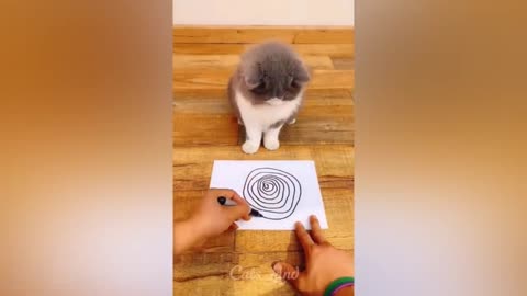 OMG So Cute ♥ Best Funny Cat Videos 2022