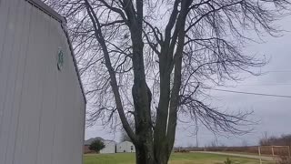 Rigging limbs from a huge tree.