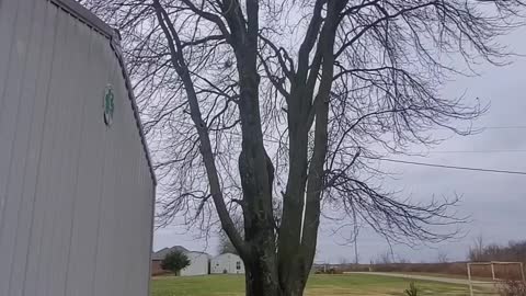 Rigging limbs from a huge tree.