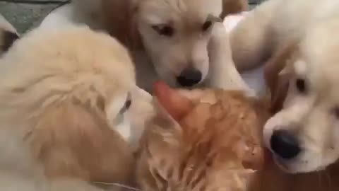 Dogs Love Cat!