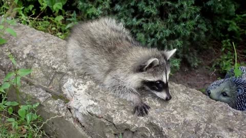 Cute Baby Raccoons Exploring in a Garden