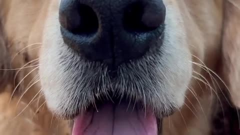 Floof boop cam