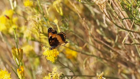 Sublime nature: butterfly