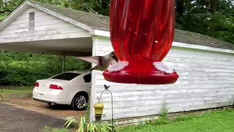 Slow Motion Hummingbird at New Feeder