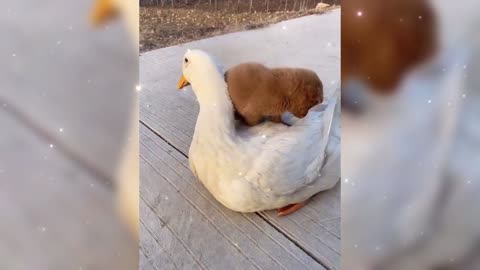 The puppy hugs the duckling for warmth, so cute