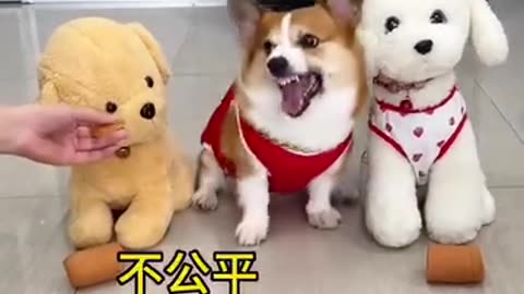 Cute dogs enjoy friend