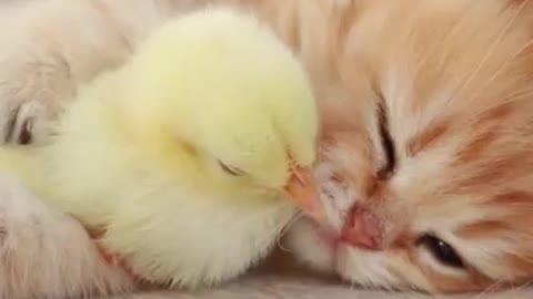 cute cat with little hen