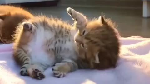 Cute cat video