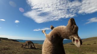 Kangaroo youngster scratches belly in cutest possible way