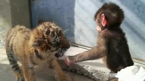 Little tiger fighting with little baboon