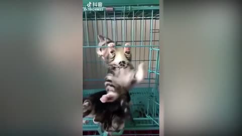 cute CATS funny video compilation from Tiktok