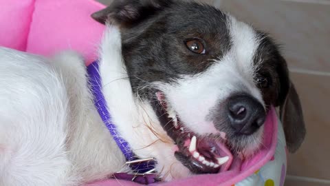 Close up of Happy Relaxed Dog Snout or Muzzle