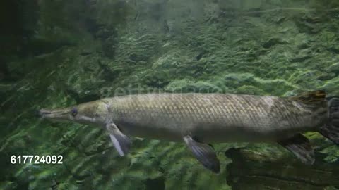 ALIGATOR GAR A BEAST