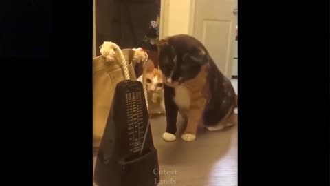 Amazing funny pussy & puppy's..