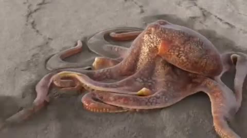 Octopus intelligence