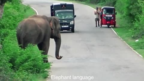 Sri Lanka Wild Elephant Attack | Terrifying Wild Elephant Attack on Tuk-Tuk in the Forest