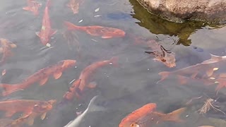 Master japanese koi pond