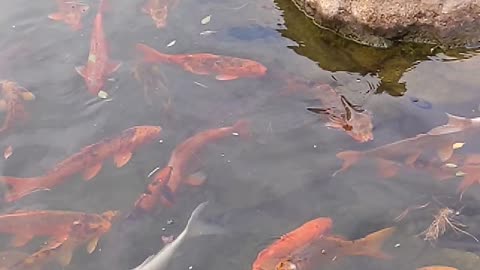 Master japanese koi pond