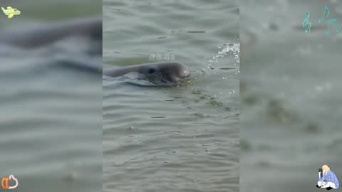 The finless porpoise called you to play