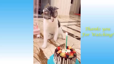 Watch this Super Cute and Funny Pets Compilation REALLY FUNNY