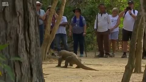 How To Survive a Komodo Dragon Attack