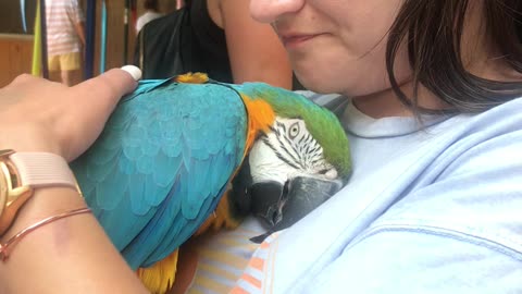 Parrot Cuddles Warm Woman's Heart