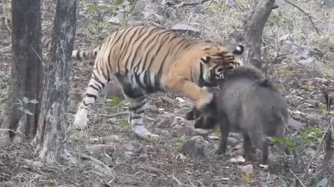 Tiger attacking Wild boar