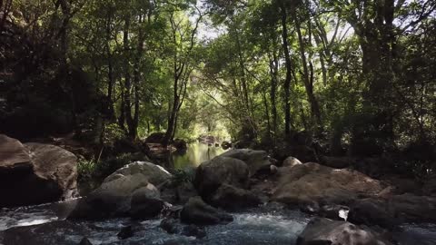 Forest stream in the sunlight