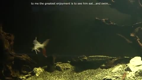 How I MADE my African tiger fish circle the tank like a SHARK