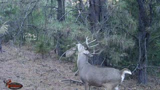 Dominant buck visits a scrape (daylight)