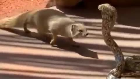 cute snake video