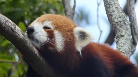 endangered-species-red-panda-also-known-as-the-lesser-panda-or-red-bear-cat-SBV