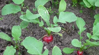 Rabanete ( Raphanus sativus ) serve para problemas digestivos e cálculos biliares