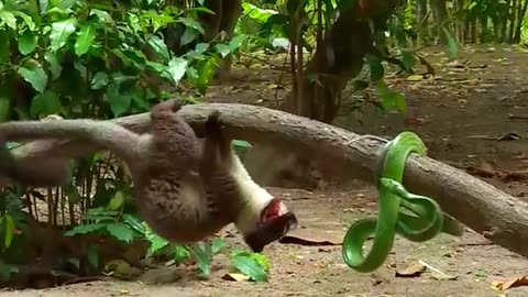 Monkey Vs Green Snake 🐍 MonkeyvsSnake