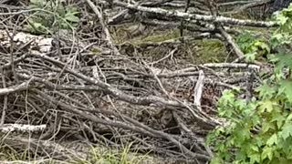 Large Momma Possum with babies relocated to out of town.