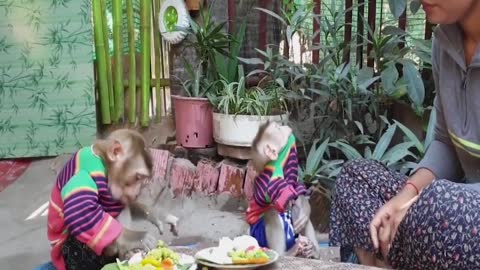 Mommy cooking vegetable breakfast baby monkey