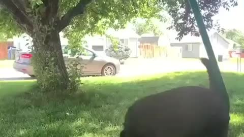 Adorable dog playing with butterflies