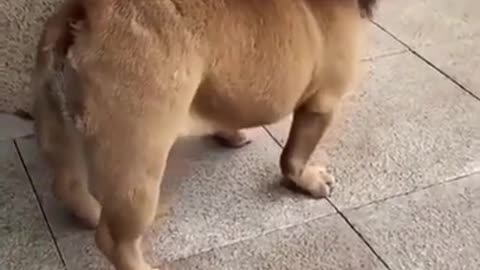 Dog looks like lion prank big fakeep lion must Watch funny video will make you Lough