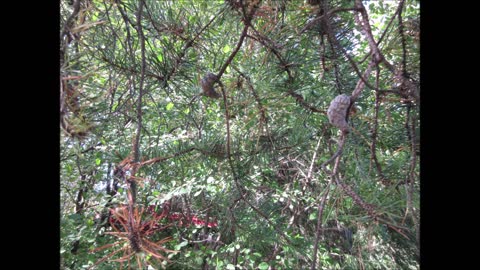 Mysteriously Beautiful Jack Pine Tree September 25, 2021