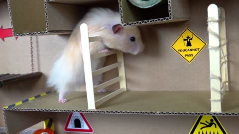 ♥♥Great Hamster Maze with Traps♥♥