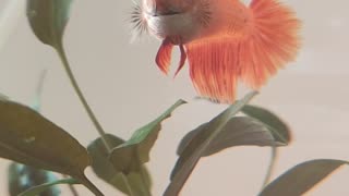 #Beautiful female Betta