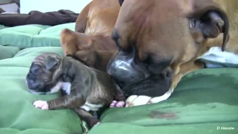 Dog having an amazing birth while standing